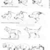Comprendere il Linguaggio del Cane