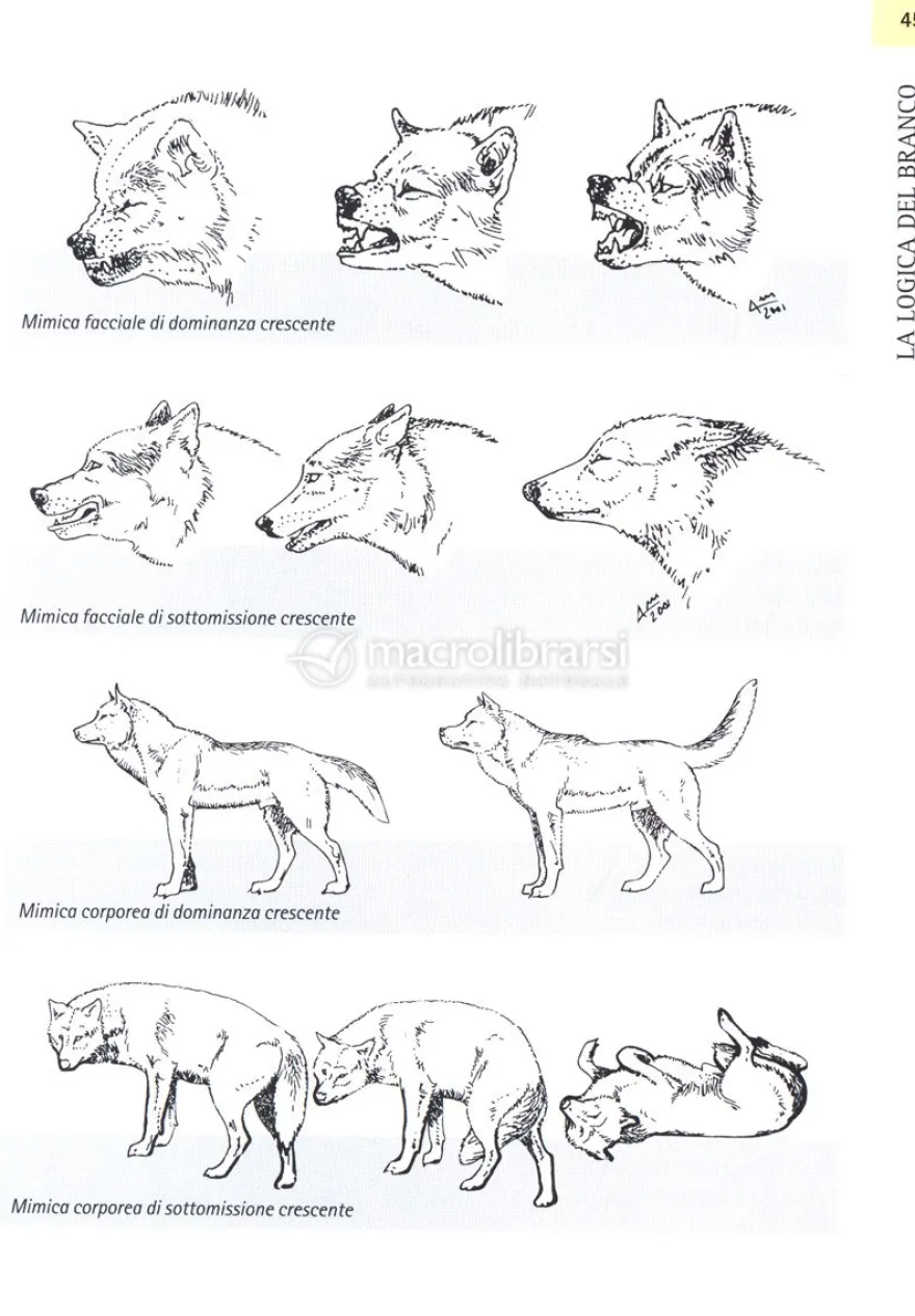 Comprendere il Linguaggio del Cane