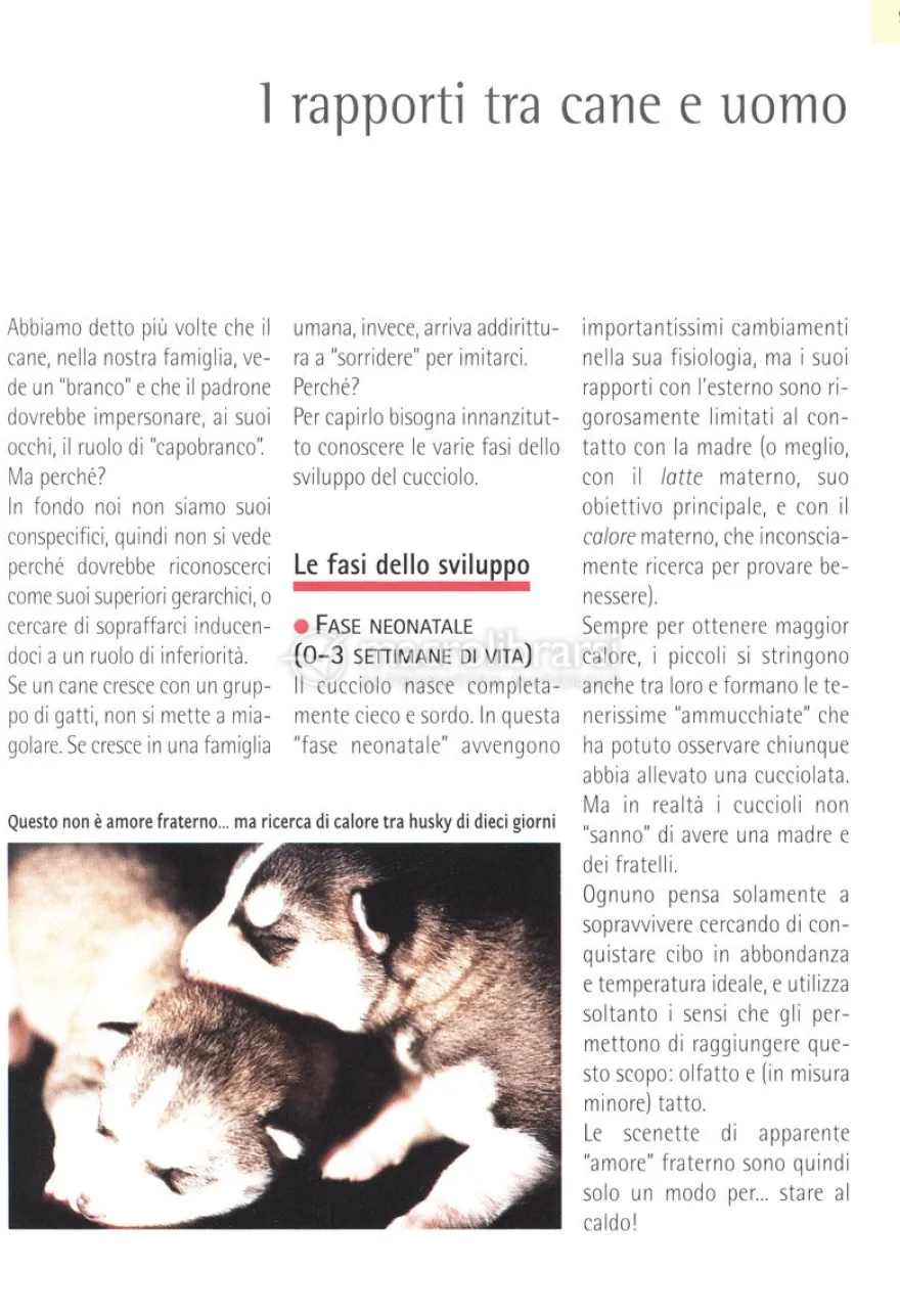 Comprendere il Linguaggio del Cane