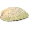 Conchiglia Abalone Arcobaleno- Haliotis Iris