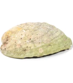 Conchiglia Abalone Arcobaleno- Haliotis Iris