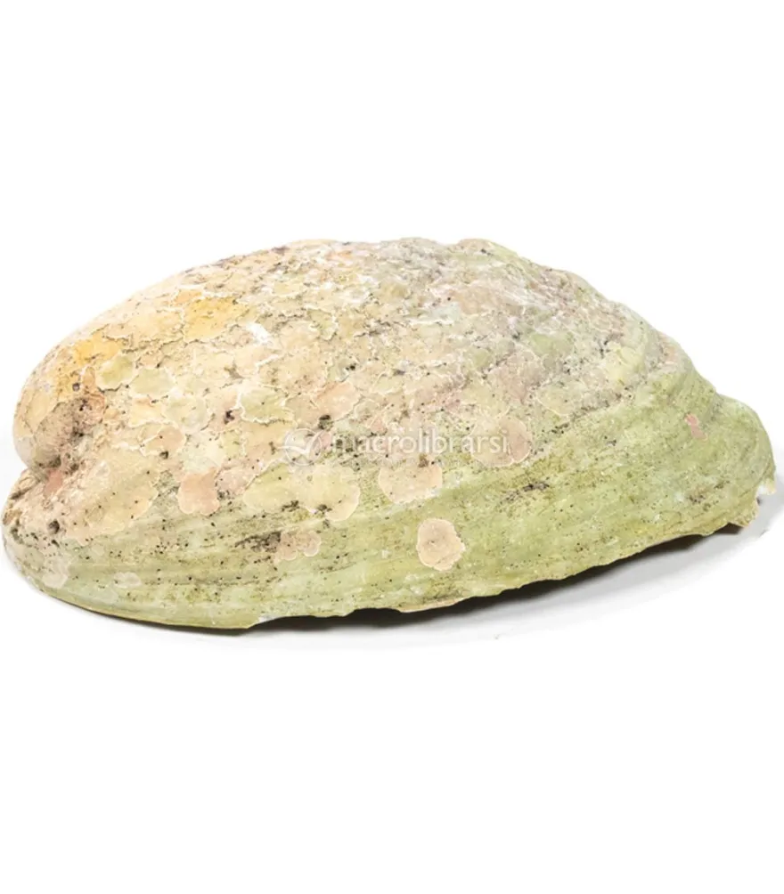 Conchiglia Abalone Arcobaleno- Haliotis Iris