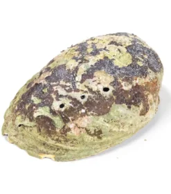 Conchiglia Abalone Arcobaleno- Haliotis Iris