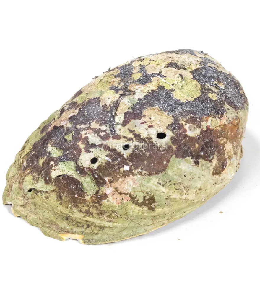 Conchiglia Abalone Arcobaleno- Haliotis Iris