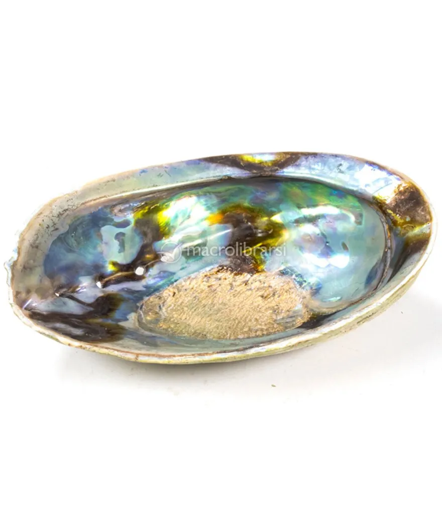 Conchiglia Abalone Arcobaleno- Haliotis Iris