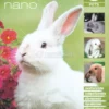 Coniglio Nano