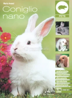 Coniglio Nano