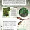Conoscere gli Alberi e gli Arbusti d'Italia