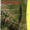 Cordyceps Sinensis