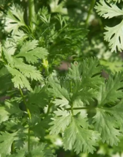 Coriandolo Tritato in Foglie Bio