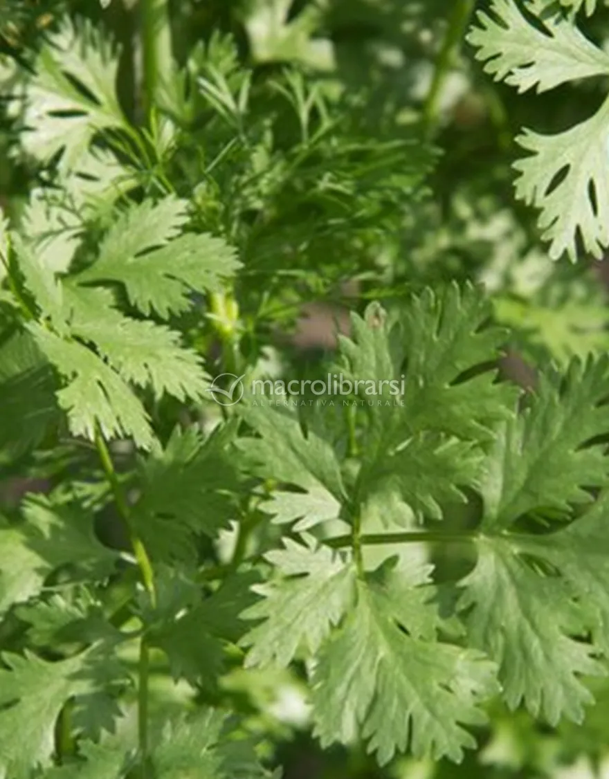 Coriandolo Tritato in Foglie Bio