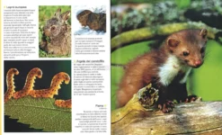 Cuccioli del Mondo