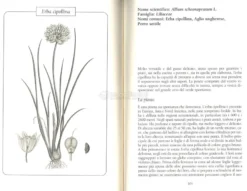 Cucinare le Erbe Selvatiche