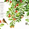 Di Fiore in Frutto