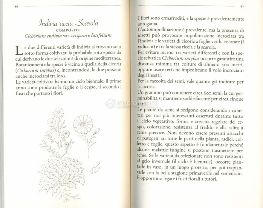 Di Seme in Meglio