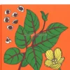 Edibili