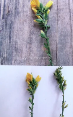 Erbe e Fiori di Montagna