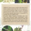 Erbette dell'Appennino