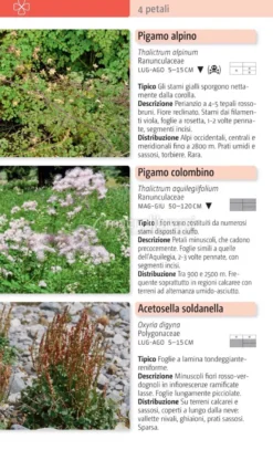 Fiori delle Alpi