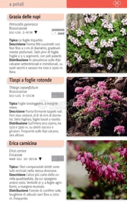 Fiori delle Alpi