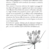 Fiori Selvatici