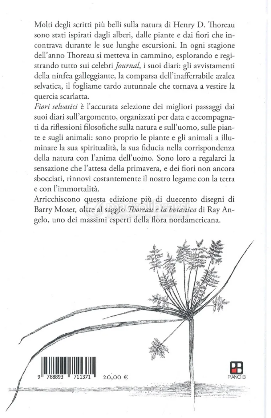 Fiori Selvatici
