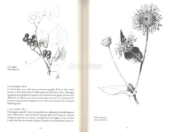 Fiori Selvatici