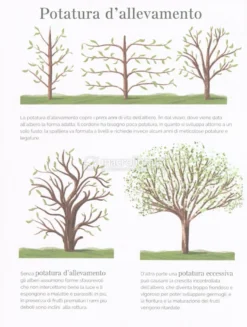 Flora - Guida Infografica al Giardinaggio