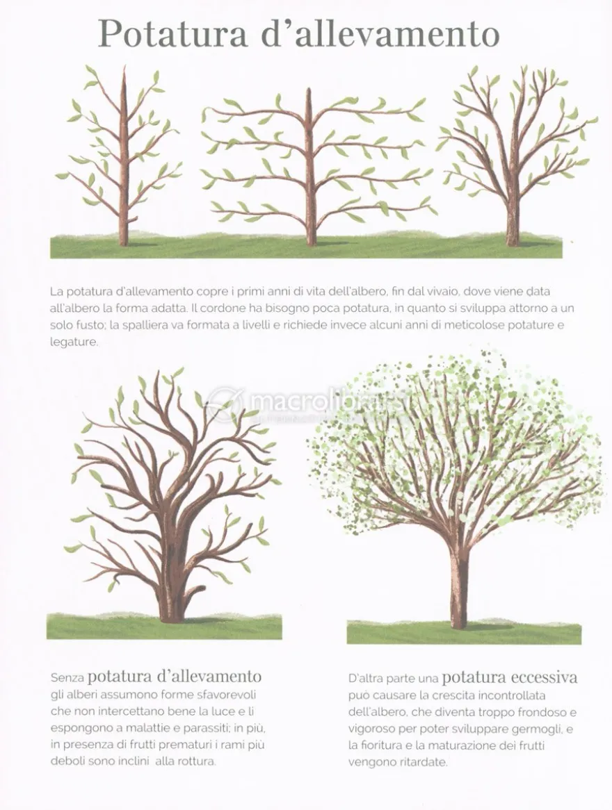 Flora - Guida Infografica al Giardinaggio