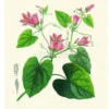 Flower Plates - 6 Stampe Botaniche - Flore d'Oware et de Bénin, en Afrique