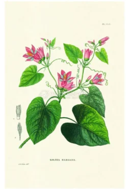 Flower Plates - 6 Stampe Botaniche - Flore d'Oware et de Bénin, en Afrique