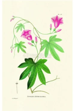 Flower Plates - 6 Stampe Botaniche - Flore d'Oware et de Bénin, en Afrique