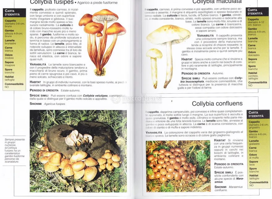 Funghi - Guide Compact