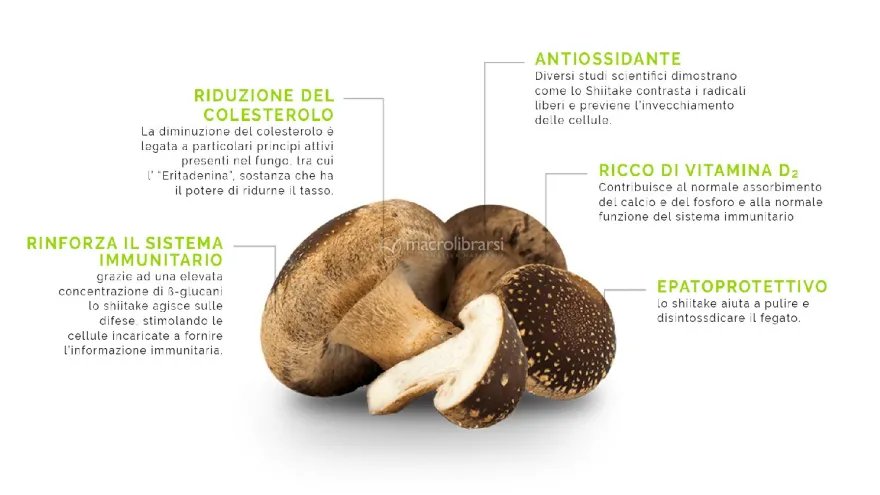 Fungo Shiitake Secco