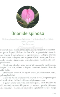 Gemme e Germogli