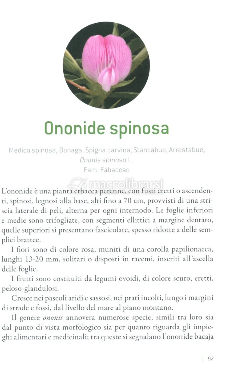 Gemme e Germogli