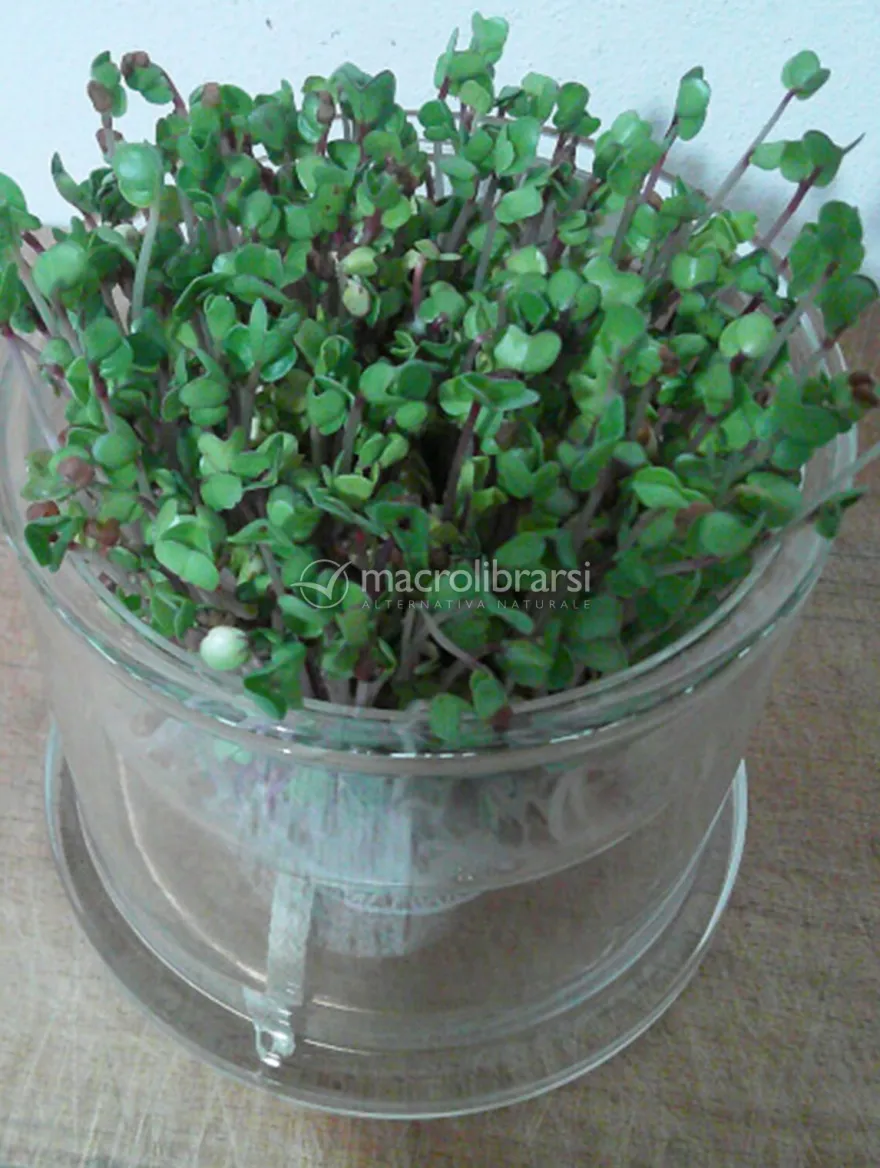 Germogliatore in Vetro con Albero della Vita