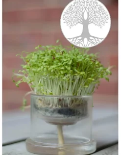 Germogliatore in Vetro con Albero della Vita
