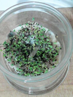 Germogliatore in Vetro con Albero della Vita