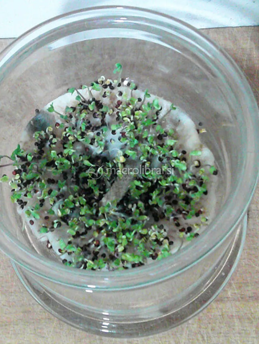 Germogliatore in Vetro con Albero della Vita