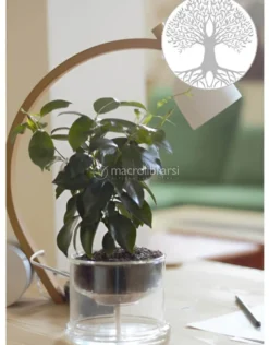 Germogliatore in Vetro con Albero della Vita