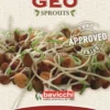 Germogli di Lenticchia Bio