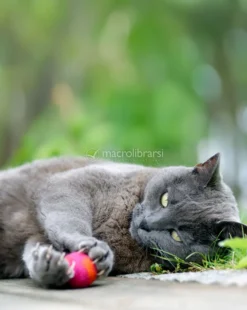 Gioco per Gatti in Feltro di Lana FILZY
