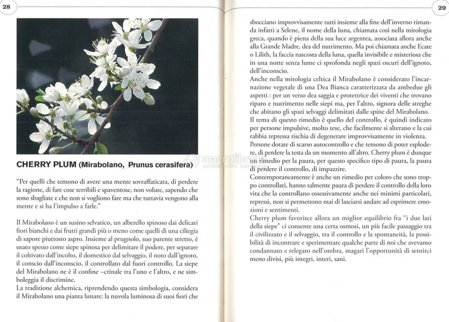 Guarisci Te Stesso con i Fiori di Bach