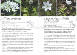 Guida ai Fiori Spontanei