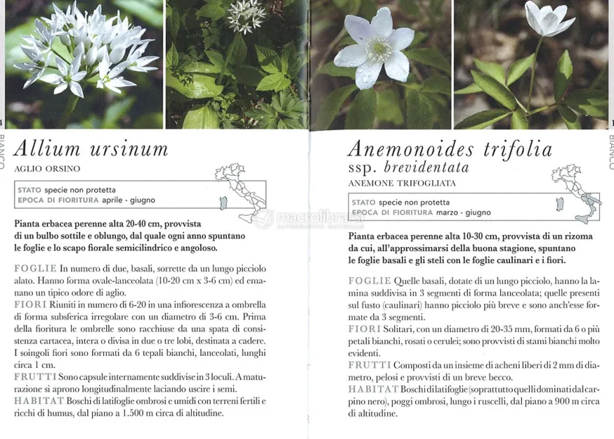 Guida ai Fiori Spontanei