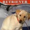 Guida alla Cura e al Benessere del tuo Labrador Retriever