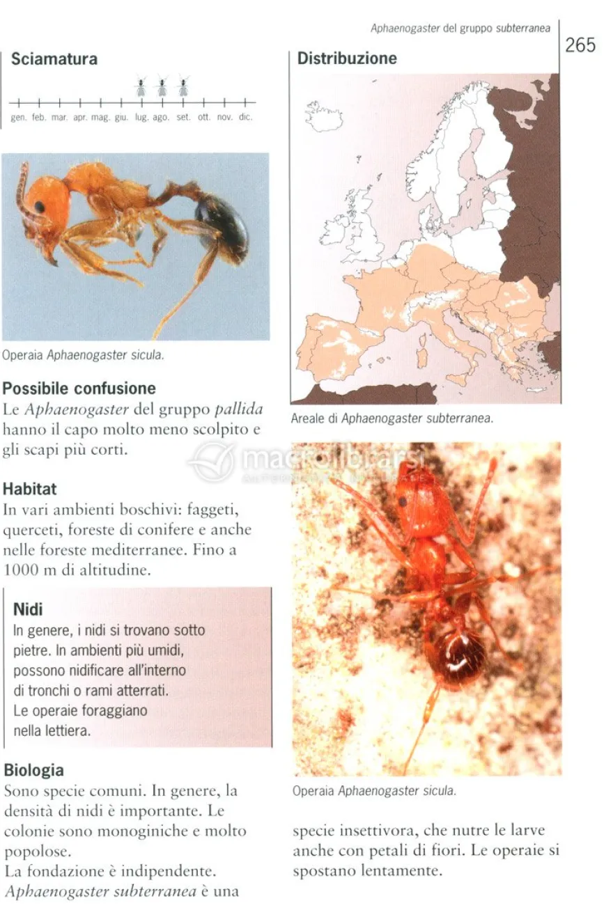 Guida alle Formiche d'Europa