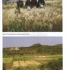 Guida al Miglioramento Genetico Evolutivo per Agricoltori