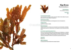 Guida Bibliografica ai più Noti Fitoterapici - Vol.1 e 2